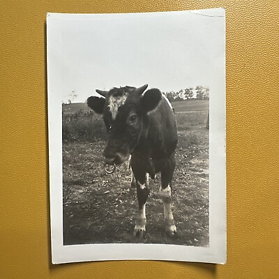 #ad VINTAGE PHOTO Baby core calf with ring in nose farm livestock ORIGINAL snapshot $8.00