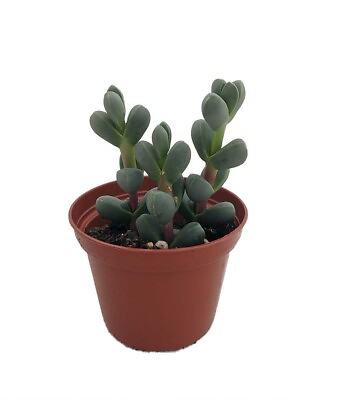 #ad Alien Ice Plant Delosperma lehmannii 2.5quot; Pot A Real Cool Succulent $8.99