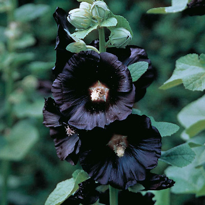 #ad hollyhock BLACK flower cottage garden favorite 10 SEEDS GroCo BUY 10 SHIPS FREE $1.50
