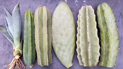 #ad FIVE 10quot; 11.5quot; TIP Cactus Cuttings Variety $49.95