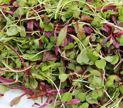 #ad Spicy Salad Microgreen Seeds Non GMO Heirloom High Germination Fast Shipping $160.00