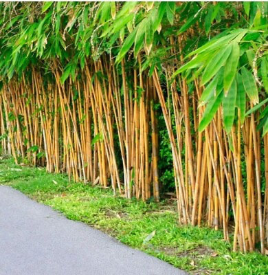 #ad 60 PLUS Golden bamboo seeds Phyllostachys Aurea $4.74