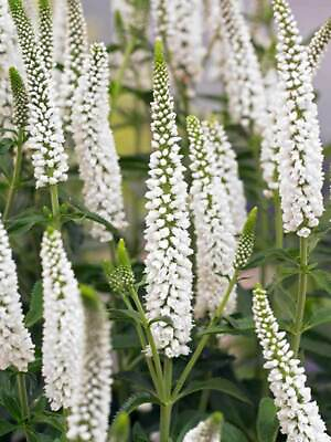 #ad #ad 100 White Veronica Seeds Speedwell Royal Candle Flower Perennial Flowers 257 $4.39