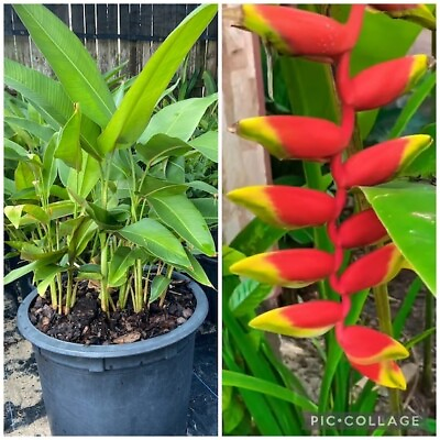 #ad 3 Red Heliconia Rostrata Flower Hanging Lobster Claw Tropical Live Plant Rhizome $13.99