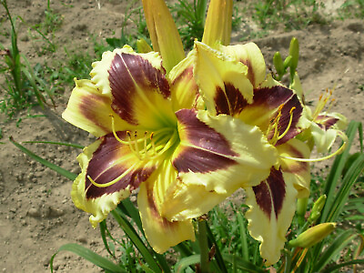 #ad HOLD YOUR HORSES Daylily 1 Plant Rebloming Perennial Flower $24.95