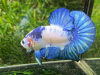 #ad Live Betta Fish Male Fancy Marble Betta HMPKAge 3 month From Thailand $8.90