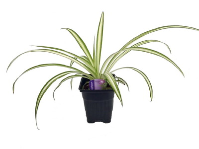 #ad Hirt#x27;s Ocean Spider Plant Easy to Grow Cleans the Air NEW 3.5quot; Pot $9.99