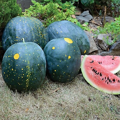 #ad 10 Moon and Stars Red Watermelon Seeds Heirloom Organic NON GMO 15 25 lbs $2.88
