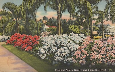 #ad Beautiful Azalea Garden Palms in Florida Flowers Vintage Linen Postcard $10.97