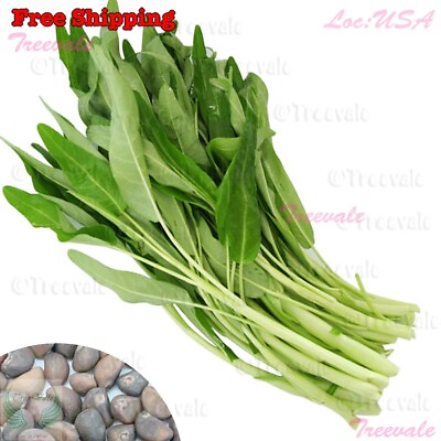 #ad Thai Water Spinach SEEDS White Stem Ong Choy Kangkong Kong Xin Cai Seeds $7.00