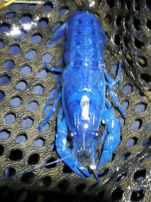 #ad 1 Female Electric Blue Crayfish crawfish crawdad lobster fish shrimp $34.84