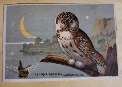#ad Tengmalm#x27;s Owl Death Bird Kenton Baking Powder Victorian Trade Card Cincinnati $7.98