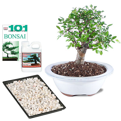 #ad Small Chinese Elm Bonsai Tree Complete Gift Live Plant Outdoor Ulmus Parvifolia $145.95