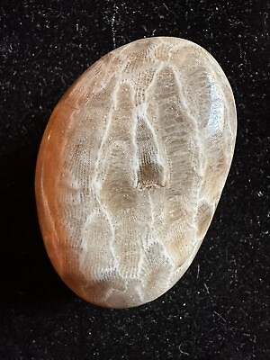 #ad Hand polished Petoskey Stone Sm size. Semi precious treasure gift fossil $25.00