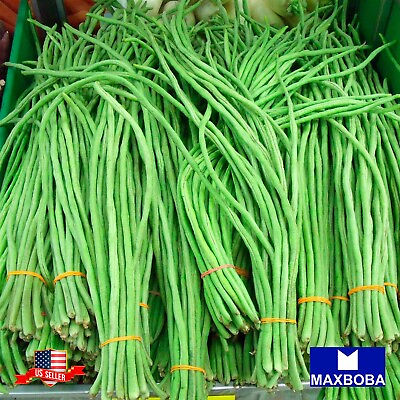 #ad Bean Pole Seeds Oriental Yard Long Non GMO Heirloom Vegetable Garden Fresh $3.55