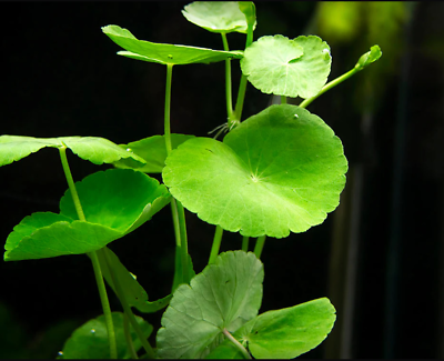 #ad Brazilian Pennywort Hydrocotyle leucocephala Live Aquarium Plants BUY2G1FREE $3.29