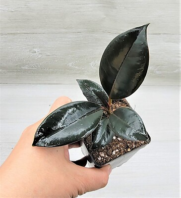 #ad Ficus Elastica Burgundy Rare Variegated Rubber Plant live houseplant in 4quot; Pot $15.99