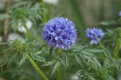#ad globe gilia DROUGHT TOLERANT blue flower 1000 seed GroCo BUY ANY 10 SHIPS FREE $0.99