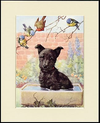#ad SCOTTISH TERRIER PUP IN BIRD BATH LOVELY DOG PRINT MOUNTED READY TO FRAME GBP 6.99