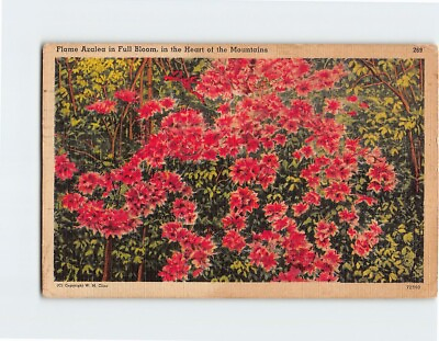 #ad Postcard Flame Azalea in Full Bloom in the Heart of the Mountains $29.95