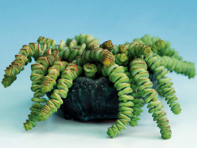 #ad Crassula #x27;Jade Necklace#x27; Rare Succulent Plant $4.99