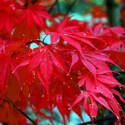 #ad 10 Red Japanese Maple Tree Seeds Palmatum atropurpureum Cold Hardy Bonsai Plant $6.95