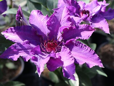 #ad Clematis Marie Louise Jensen Live Plant in a 4 Inch Growers Pot $108.07
