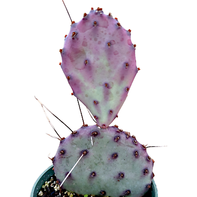 #ad Opuntia santarita Santa Rita Purple Prickly Pear Cactus $4.86