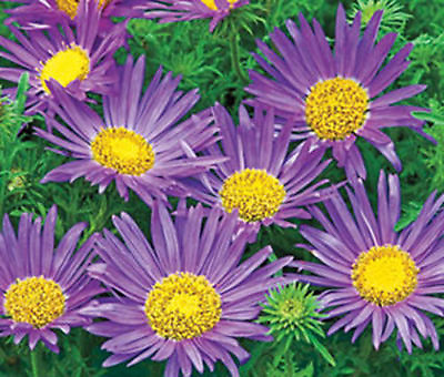 #ad daisy TAHOKA DAISY prairie aster BLUE flower 150 SEEDS GroCo* buy US USA $0.99
