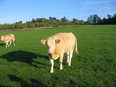 #ad Photo 6x4 Simmentals at Moreton Morrell Lovely honey coloured Simmental c c2006 GBP 2.00