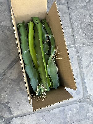 #ad 10 Organic Dragon Fruit cuttings 8 14 inches long check The Dimensions ￼ ￼ $21.00