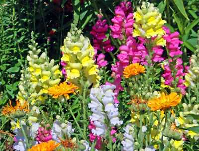 #ad Fairy Bouquet Mixed Snapdragon Seeds Beautiful Flowers Multiple Quantities $2.54