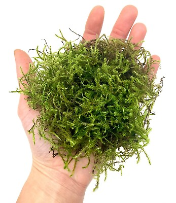 #ad Living Moss Clump for Terrarium Vivarium Fairy Garden Plant Natural Moss Decor $9.99