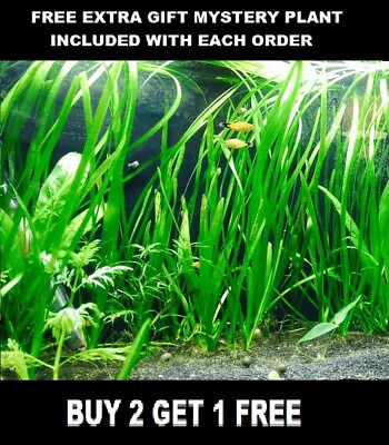 6 Vallisneria Jungle Val Bunch Live Aquarium Plants BUY2GET1FREE beginner tank $8.50