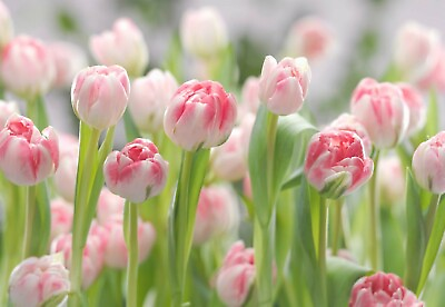 #ad 3D Large scale over size Flowers Tulips Floral Photo Wallpaper Wall Mural Decor AU $149.00
