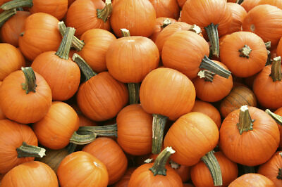 #ad Pumpkin Seeds Sugar Pie 25 Ct Vegetable Garden NON GMO ANNUAL USA FREE SHIPPING $1.99