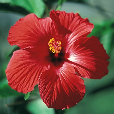 #ad Red Pink White Hibiscus 100 Seeds: Beautiful Hardy Perennials U.S. SELLER $3.99