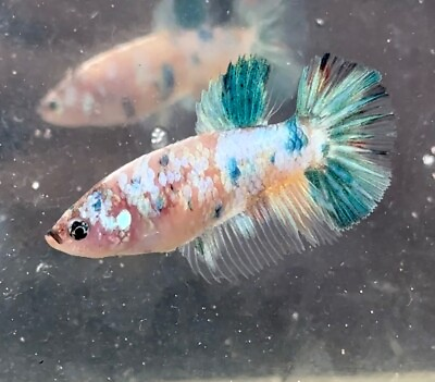 #ad live fish betta Female multicolor quality USA 💯x💯 Real Picture $39.00