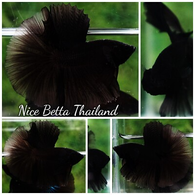 #ad Betta fish Super Black Hole Sky Hawk OHM By Nice Betta Thailand $100.00