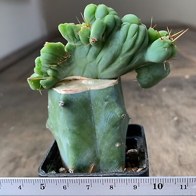 #ad 1595. 仙人掌 The most famous cactus f. monstrosa Grafted $25.90
