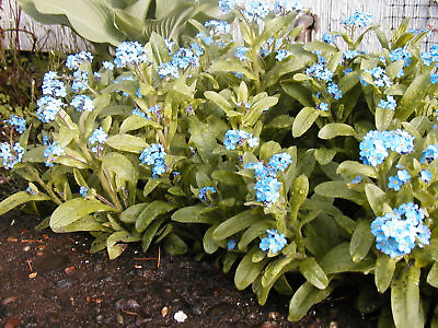 #ad forget me not PERENNIAL MYOSOTIS blue flower 400 SEEDS Groco $1.50