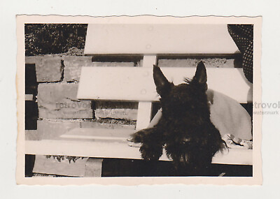 #ad Cute Black Dog Woman Out of Frame Nice Unusual Vintage Snapshot Old Photo $14.99